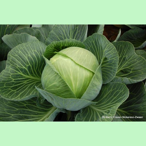 Cabbage Delight Ball F1 - Flying Dutchman Stores