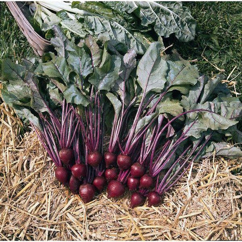 Beetroot Pablo F1 - Flying Dutchman Stores